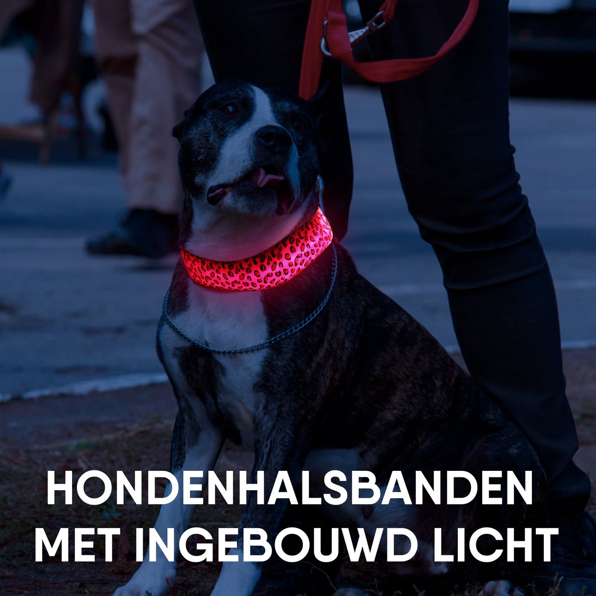 Furley’s Lichtgevende LED Hondenhalsband - 3 Lichtstanden